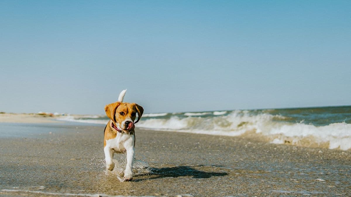 Dog-friendly beach at Falmouth Tides